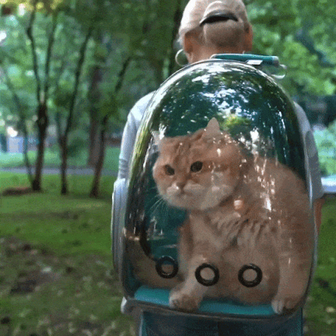 bubble pet carrier